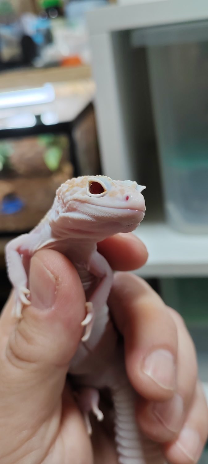 Leopard gekon (albino)