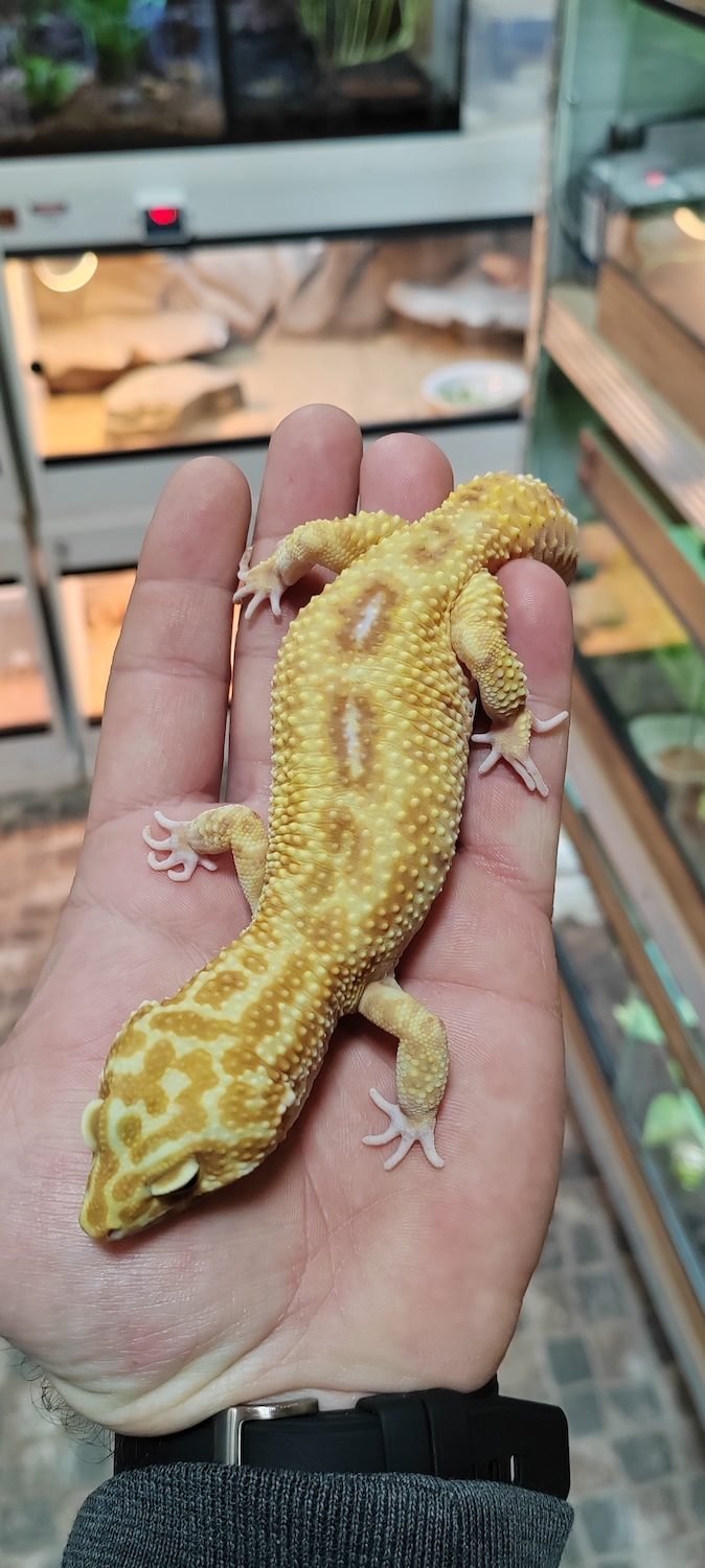 Leopard gekon (albino)