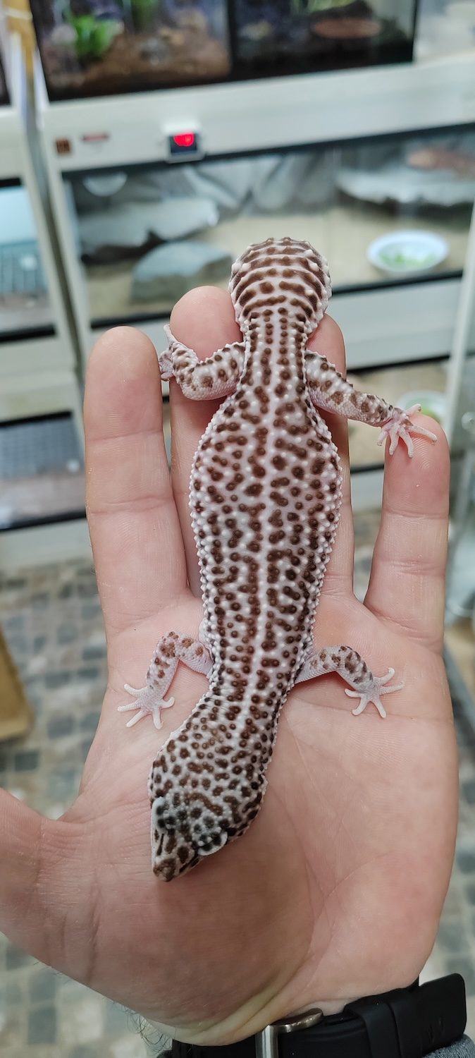 Leopard gekon