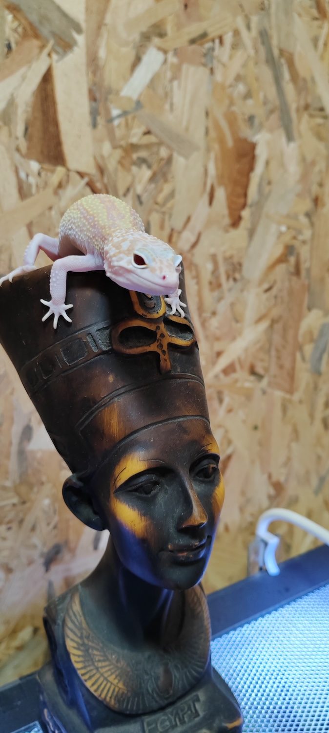Leopard gekon (albino)
