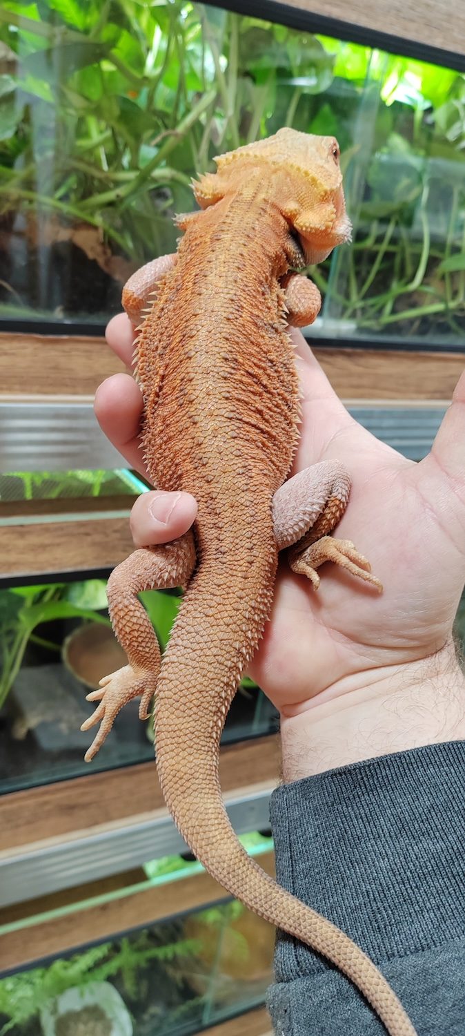 Bradata agama (red morph)