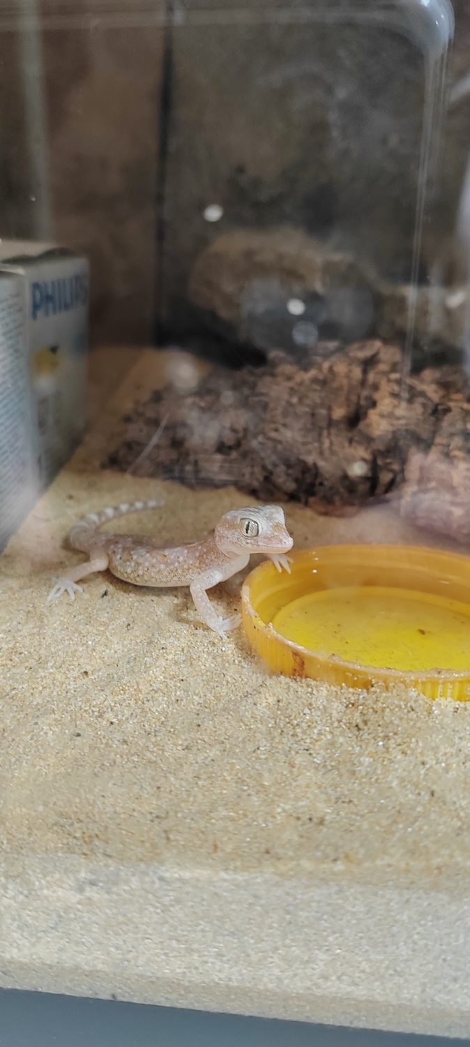 Dune gecko