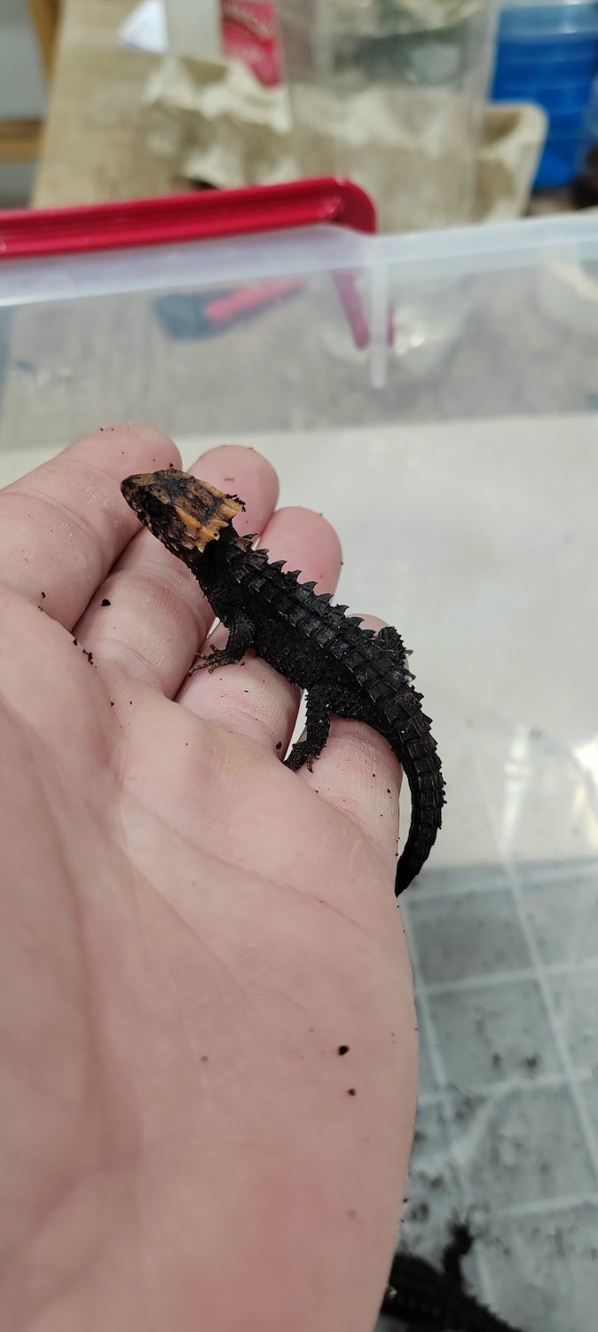 Red eyed crocodile skink, mladunče
