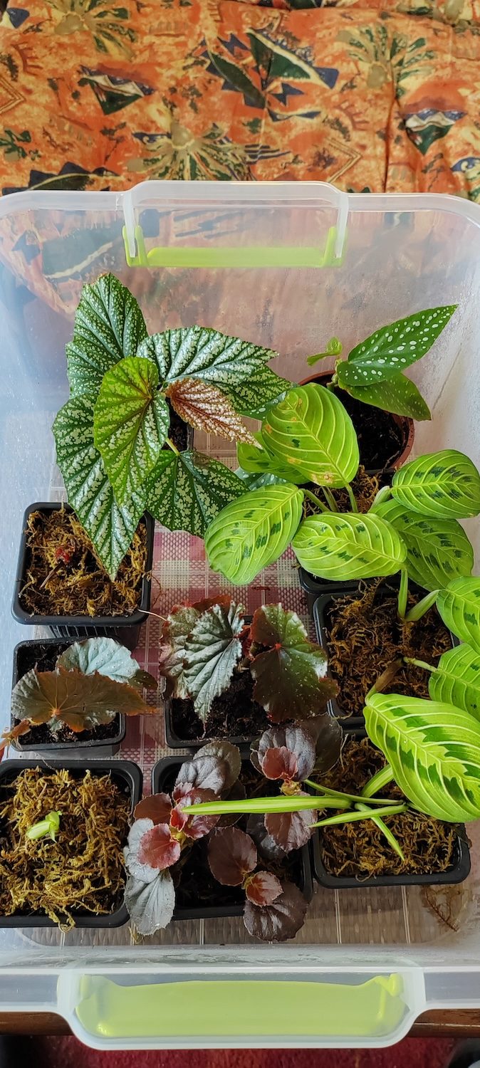 Begonia za terarijum
