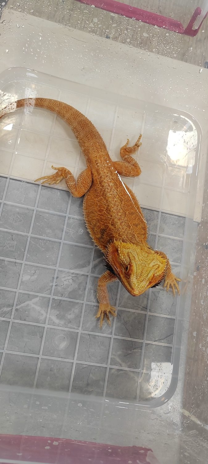 Bradata agama (red morph)