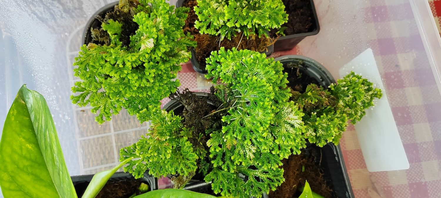 Selaginella