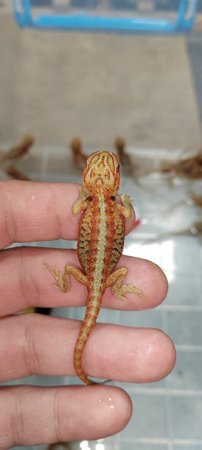 Bradata agama, mladunče